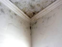 Best Water Damage & Mold Remediation in USA